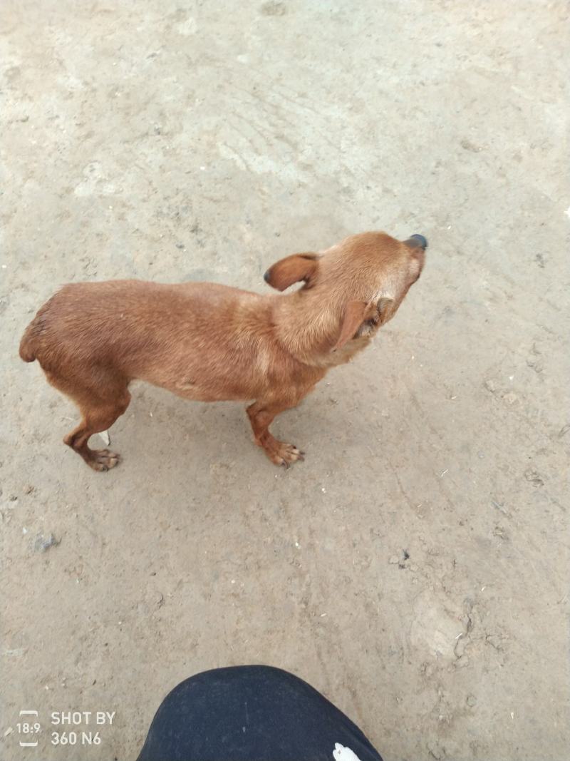 小鹿犬，纯种，小体，聪明可爱！自家养殖！喜欢的联系我！