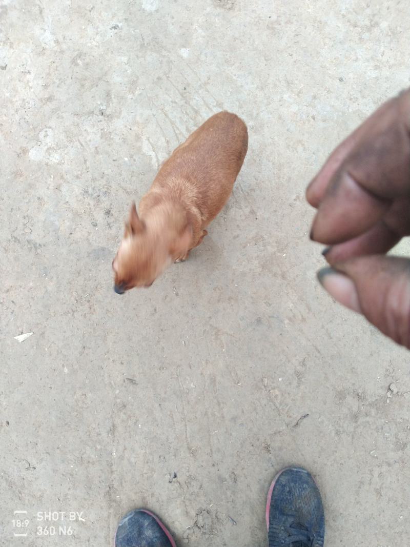 小鹿犬，纯种，小体，聪明可爱！自家养殖！喜欢的联系我！