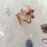 小鹿犬，纯种，小体，聪明可爱！自家养殖！喜欢的联系我！