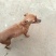 小鹿犬，纯种，小体，聪明可爱！自家养殖！喜欢的联系我！