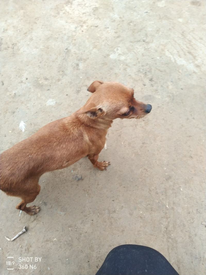 小鹿犬，纯种，小体，聪明可爱！自家养殖！喜欢的联系我！