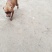 小鹿犬，纯种，小体，聪明可爱！自家养殖！喜欢的联系我！