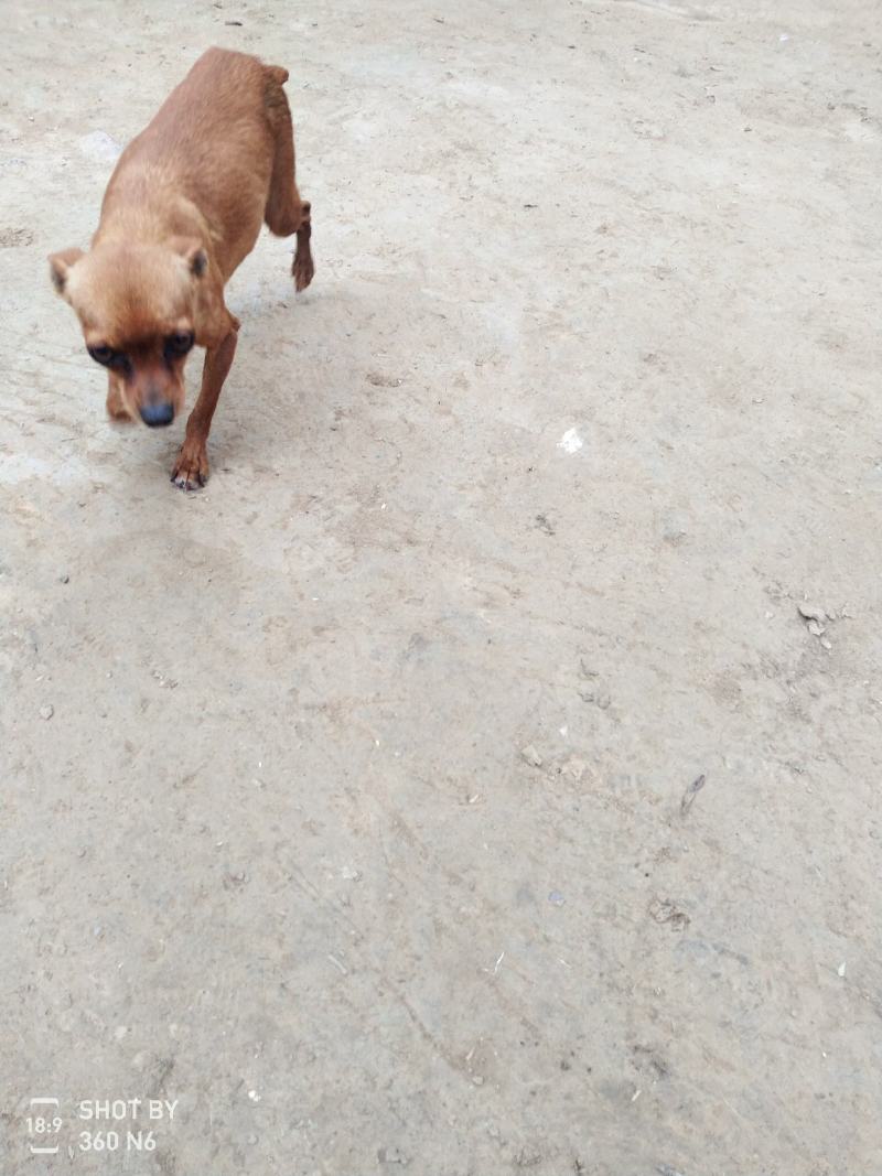 小鹿犬，纯种，小体，聪明可爱！自家养殖！喜欢的联系我！