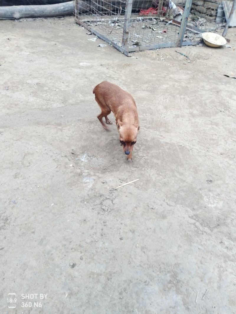 小鹿犬，纯种，小体，聪明可爱！自家养殖！喜欢的联系我！