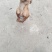 小鹿犬，纯种，小体，聪明可爱！自家养殖！喜欢的联系我！