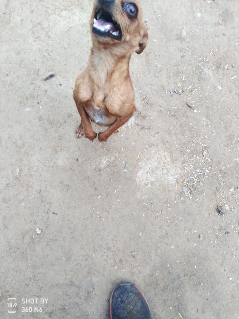 小鹿犬，纯种，小体，聪明可爱！自家养殖！喜欢的联系我！