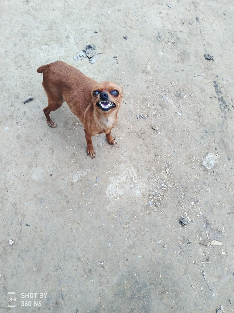 小鹿犬，纯种，小体，聪明可爱！自家养殖！喜欢的联系我！