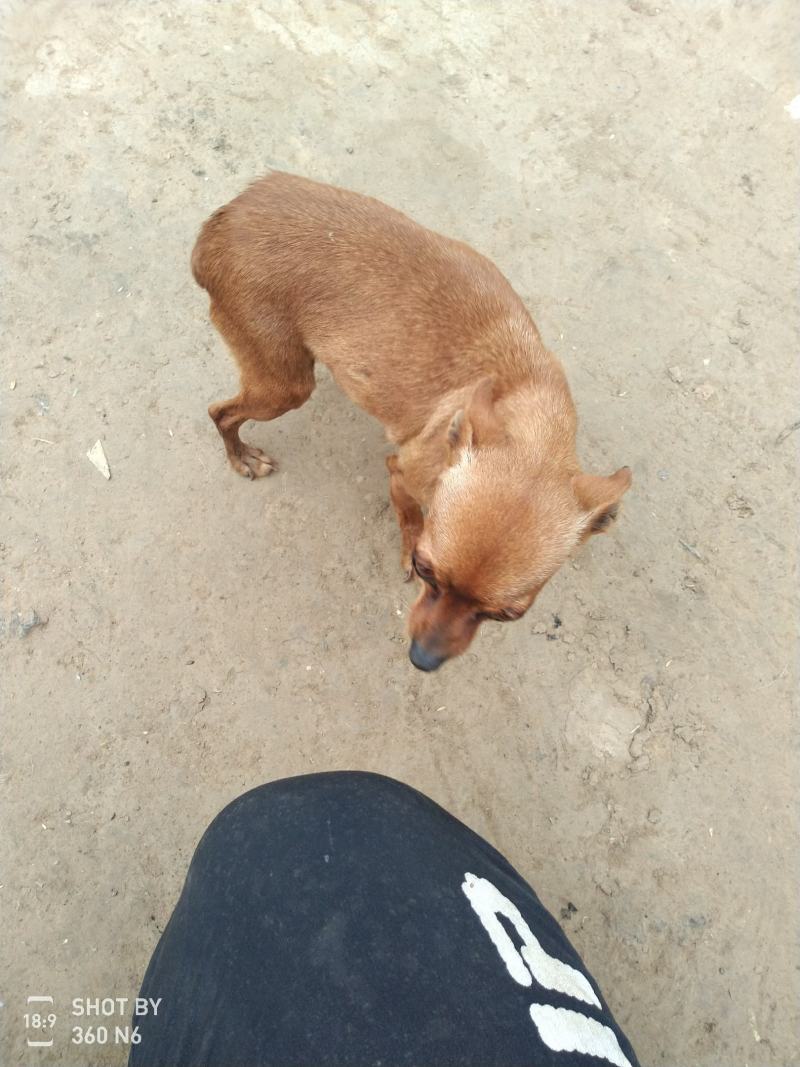 小鹿犬，纯种，小体，聪明可爱！自家养殖！喜欢的联系我！