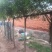 出售各规格直杆紫藤树
