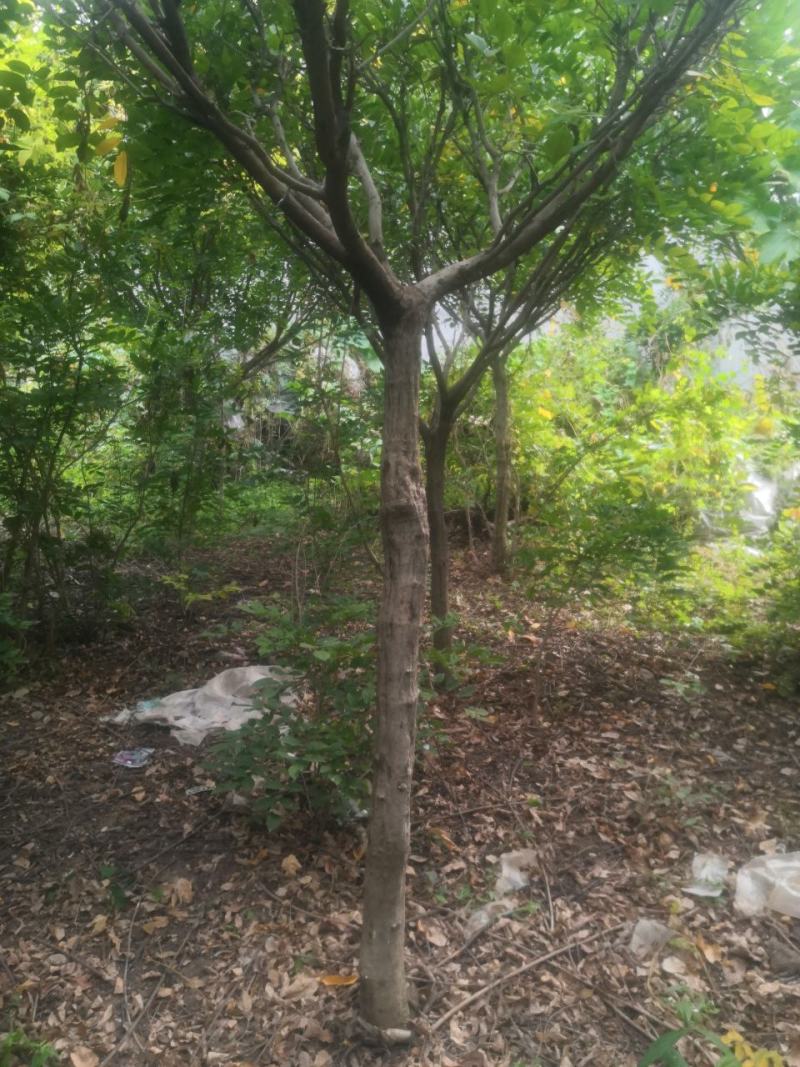 出售各规格直杆紫藤树