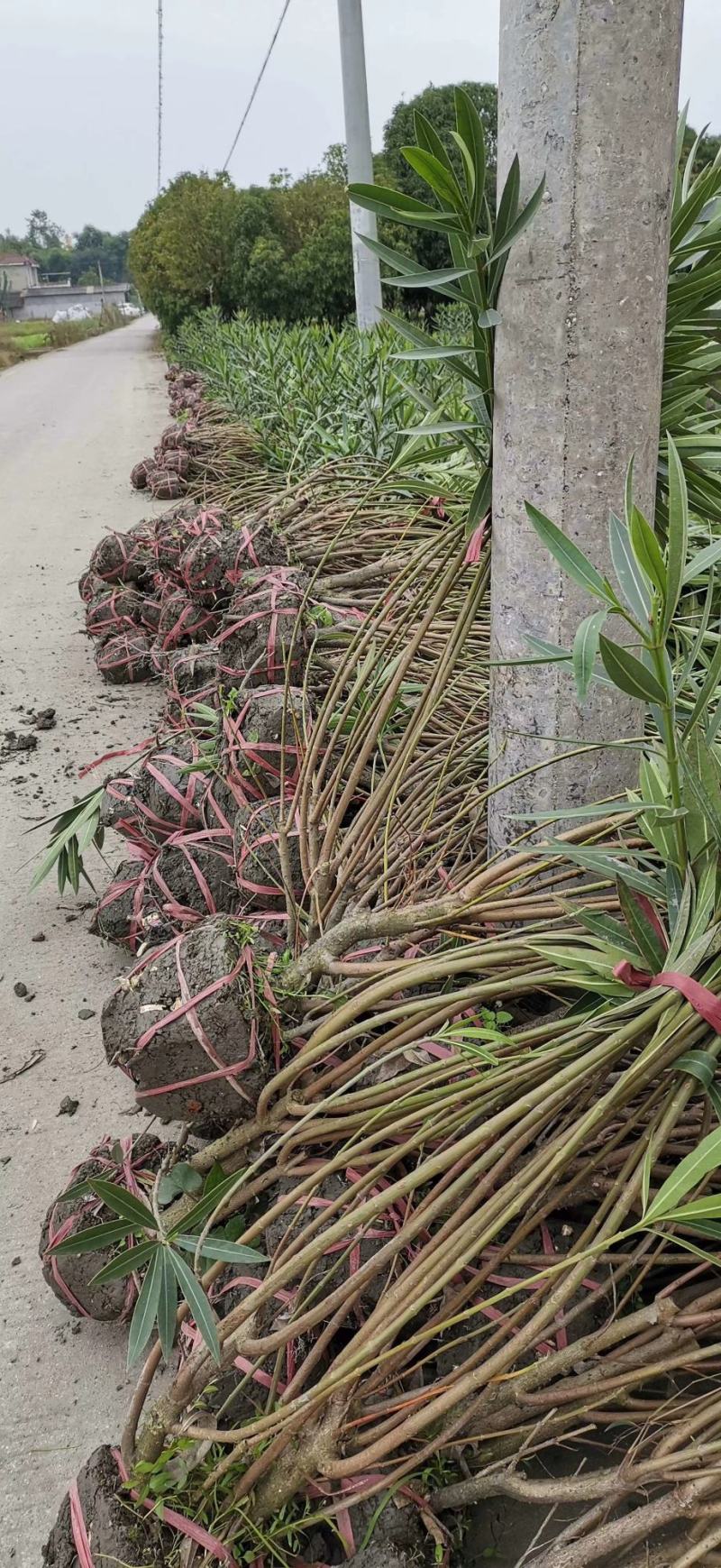 产地批发夹竹桃夹竹桃基地直销一手货源视频看货