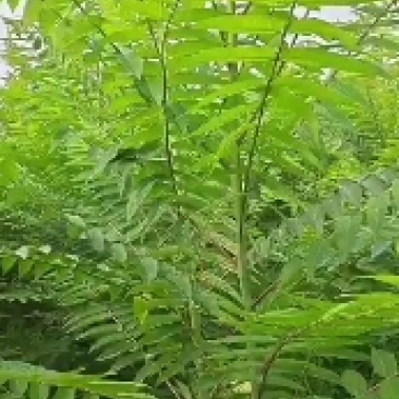 臭椿，2公分臭椿，3公分臭椿，4公分臭椿，5公分臭椿，