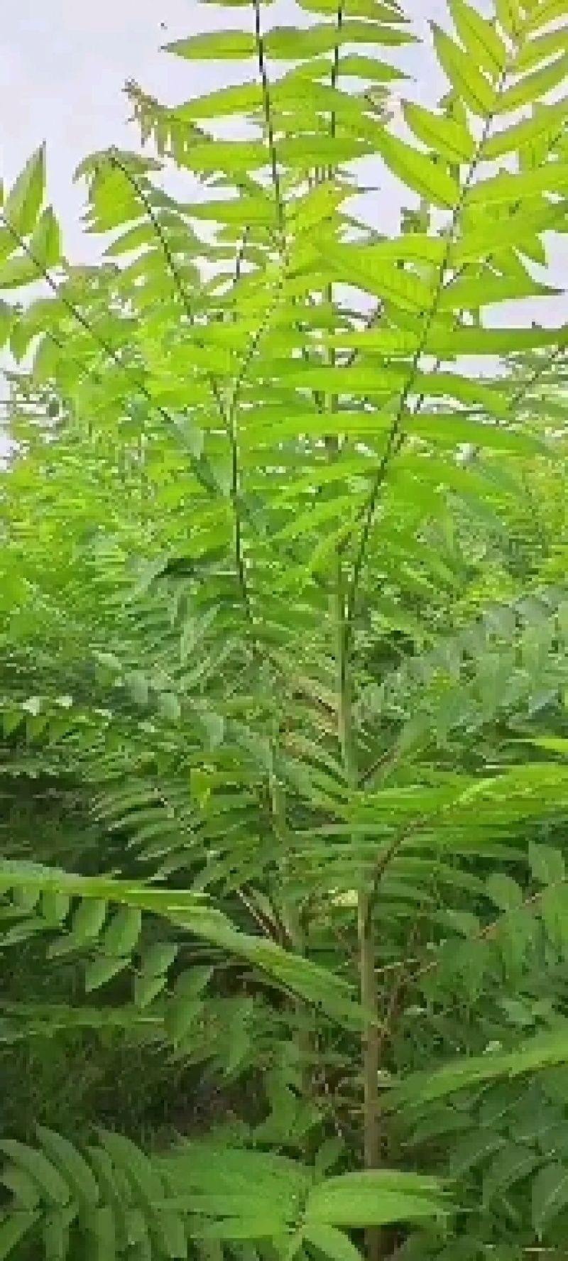 臭椿，2公分臭椿，3公分臭椿，4公分臭椿，5公分臭椿，