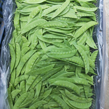万亩荷兰豆产地直供，欢迎大家采购