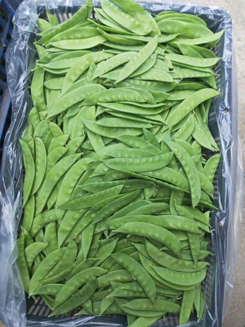 万亩荷兰豆产地直供，欢迎大家采购