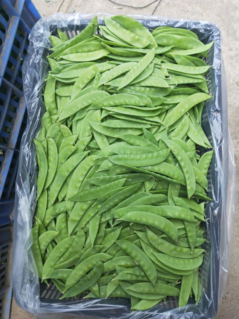 万亩荷兰豆产地直供，欢迎大家采购