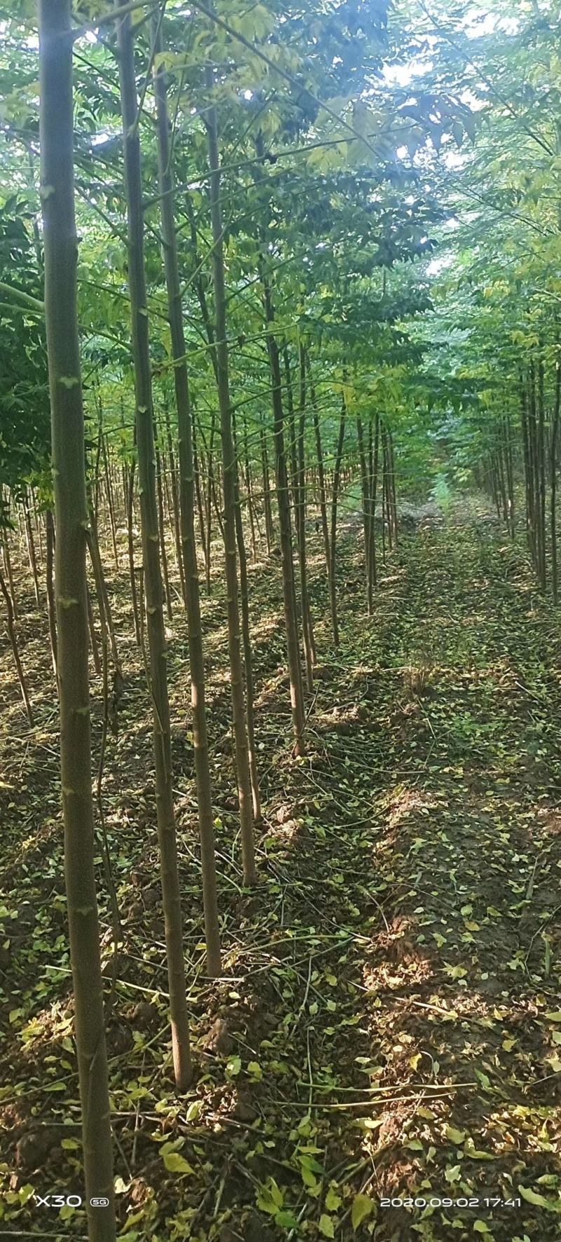 臭椿，2公分臭椿，3公分臭椿，4公分臭椿，5公分臭椿，