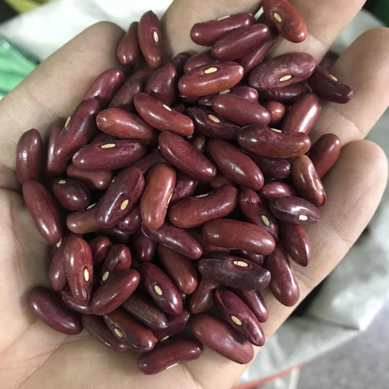 泰国无筋豆、架豆种子、产量高长势强、结荚位低、品质好