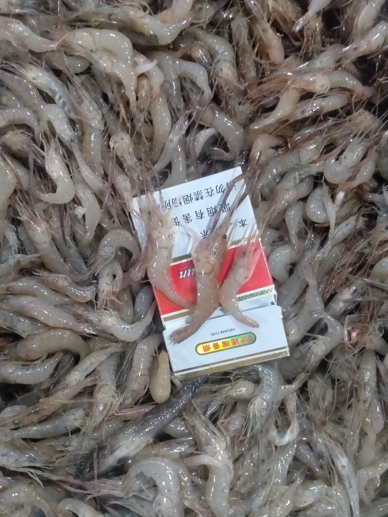 鸭绿江速冻河虾产地一手货源直发量大质优欢迎选购