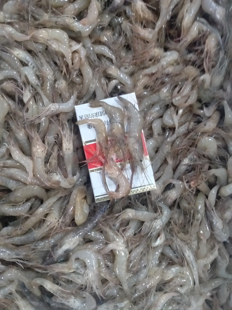 鸭绿江速冻河虾产地一手货源直发量大质优欢迎选购