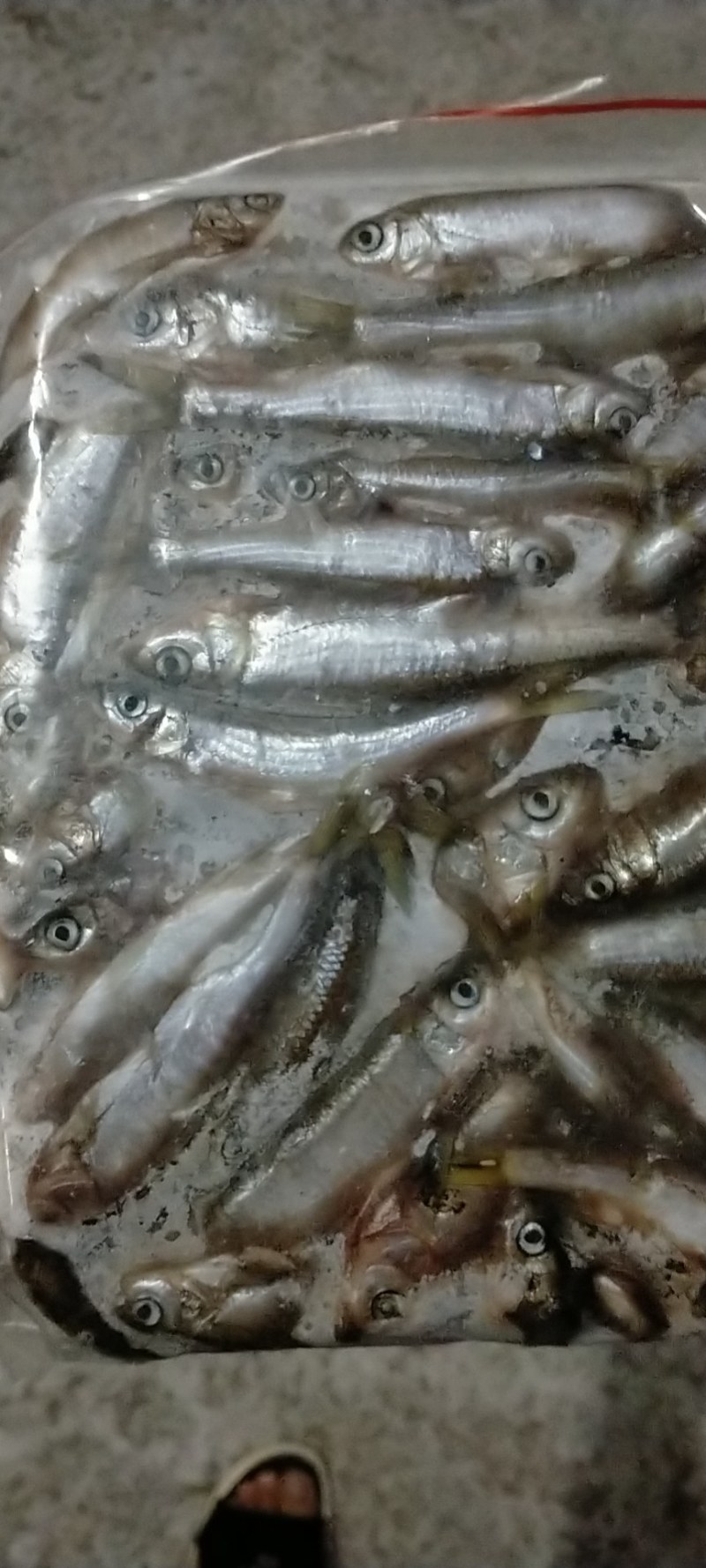 鸭绿江，马口鱼（桃花鱼），一手货源，产地直供。