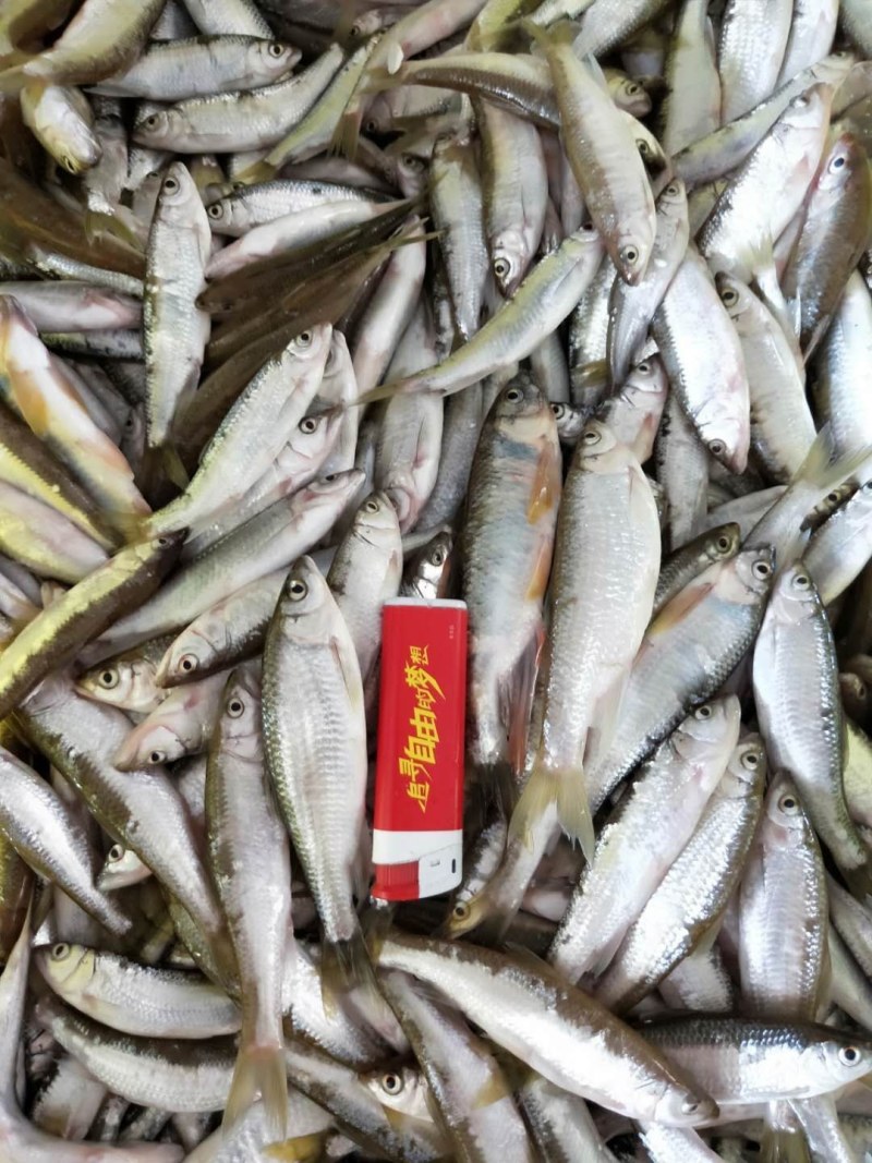 鸭绿江，马口鱼（桃花鱼），一手货源，产地直供。