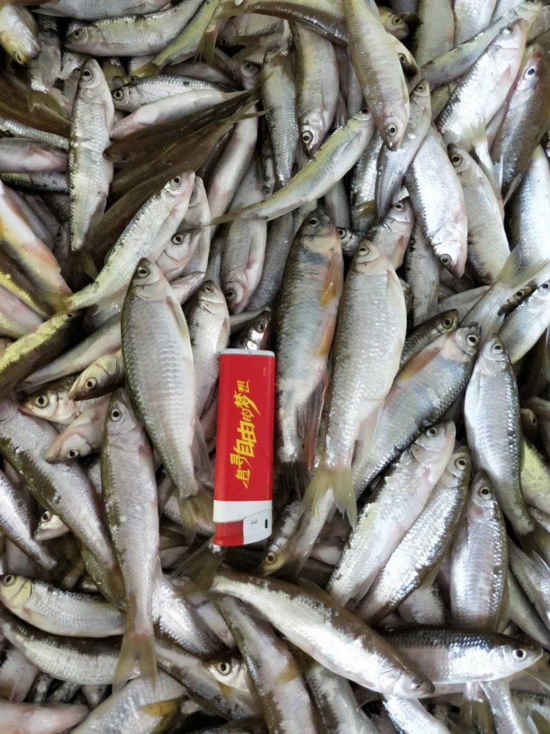 鸭绿江，马口鱼（桃花鱼），一手货源，产地直供。