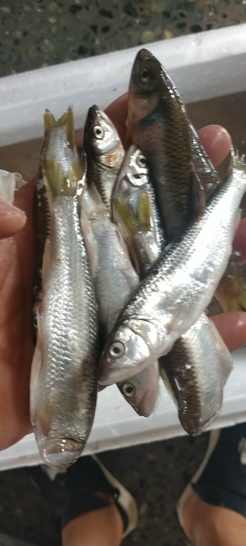 鸭绿江，马口鱼（桃花鱼），一手货源，产地直供。