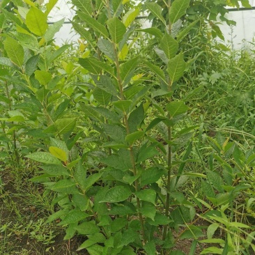 北美冬青，切枝，盆栽，大苗，小苗