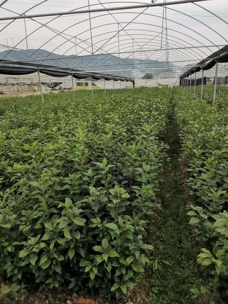 北美冬青，切枝，盆栽，大苗，小苗