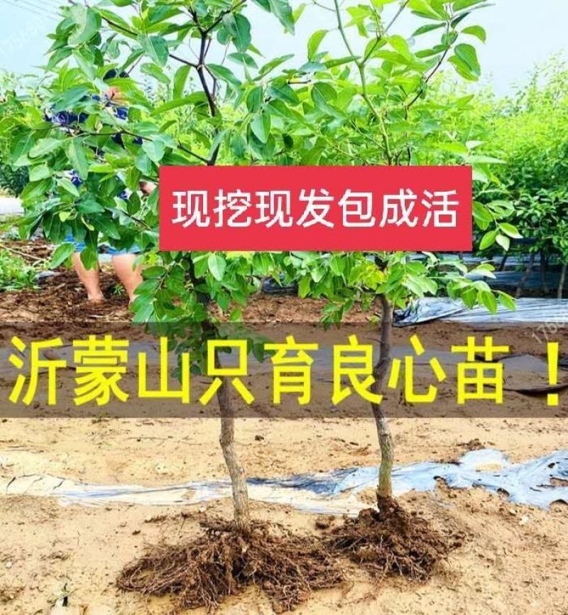 冬枣树苗沾化二三代冬枣苗结果脆甜现挖现发包成活包结果