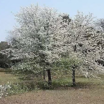 实生杜梨树大量供应，一手货源，种类齐全，常年供应