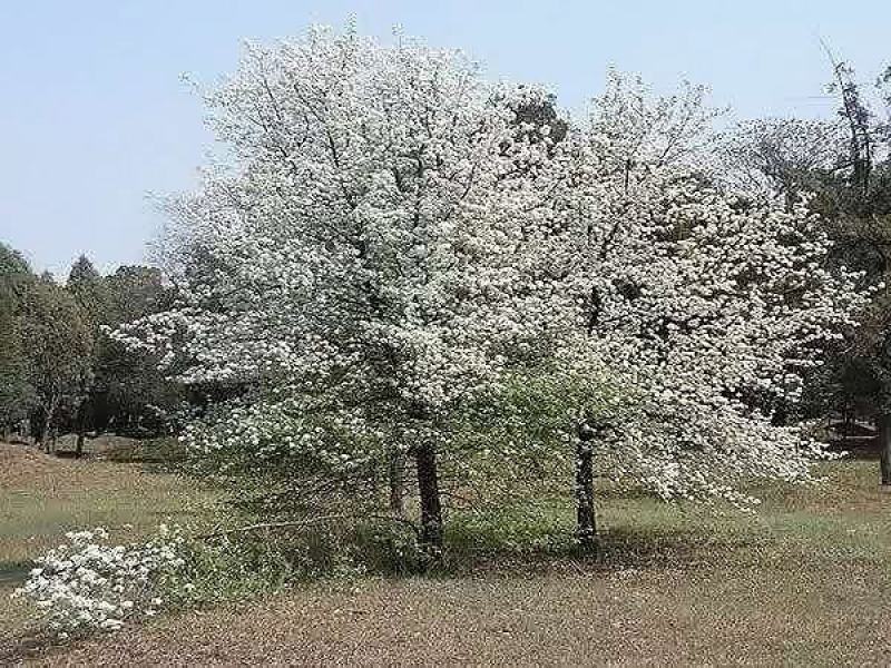 实生杜梨树大量供应，一手货源，种类齐全，常年供应