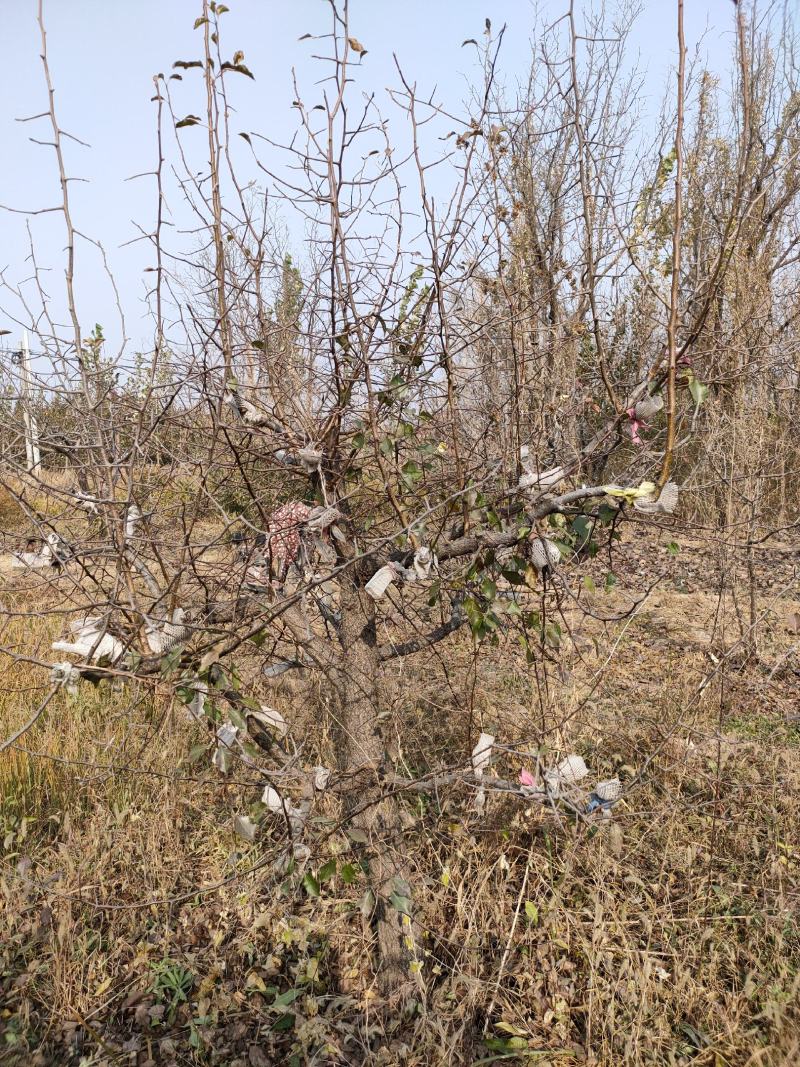 实生杜梨树大量供应，一手货源，种类齐全，常年供应