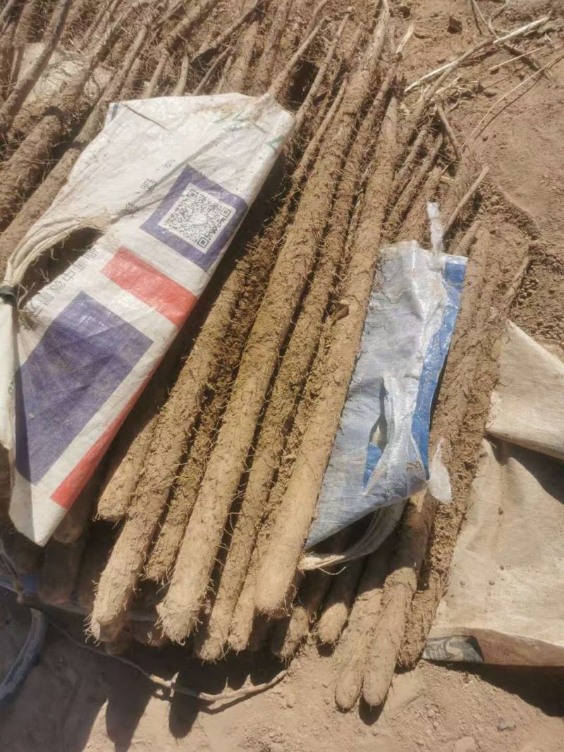 双棒山药双胞山药产地直供