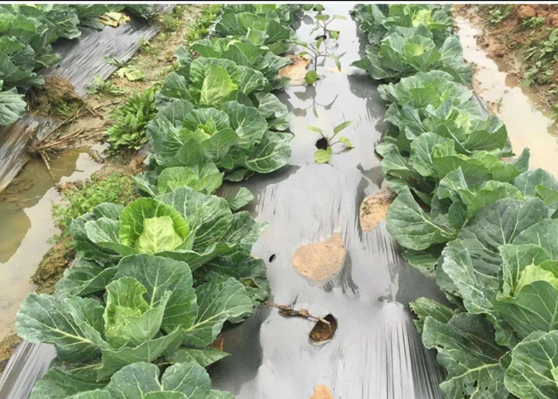 农用地膜薄膜除草膜保湿膜黑色地膜白色地膜银黑膜双白膜