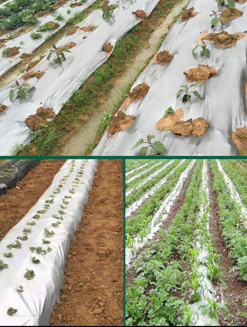 农用地膜薄膜除草膜保湿膜黑色地膜白色地膜银黑膜双白膜