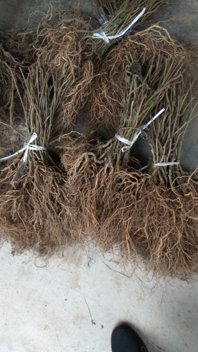 猕猴桃苗0.3~0.5cm30cm包技术产量高
