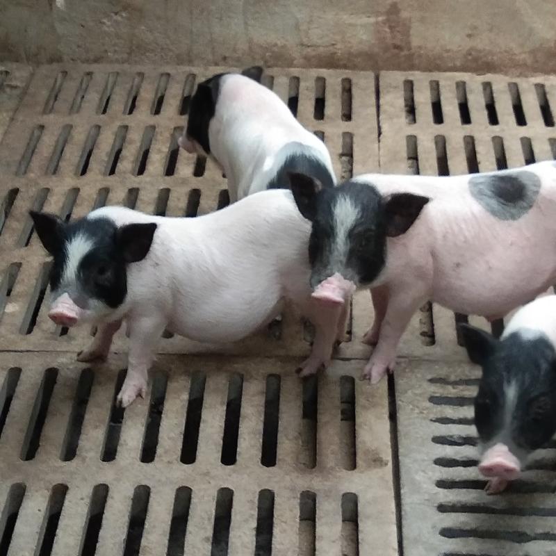 巴马香猪养殖场，三个月香猪价格厂家直销