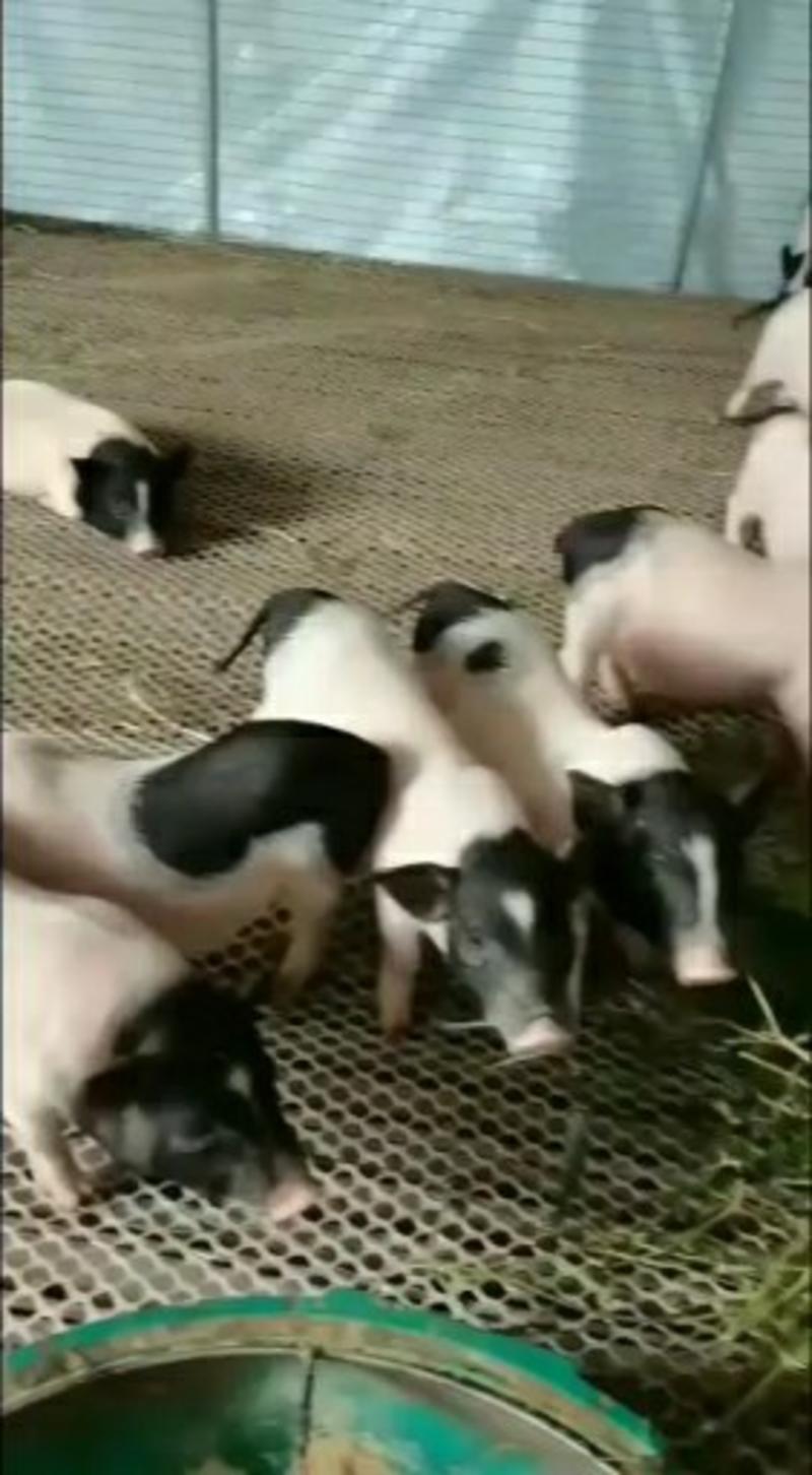 巴马香猪养殖场，三个月香猪价格厂家直销