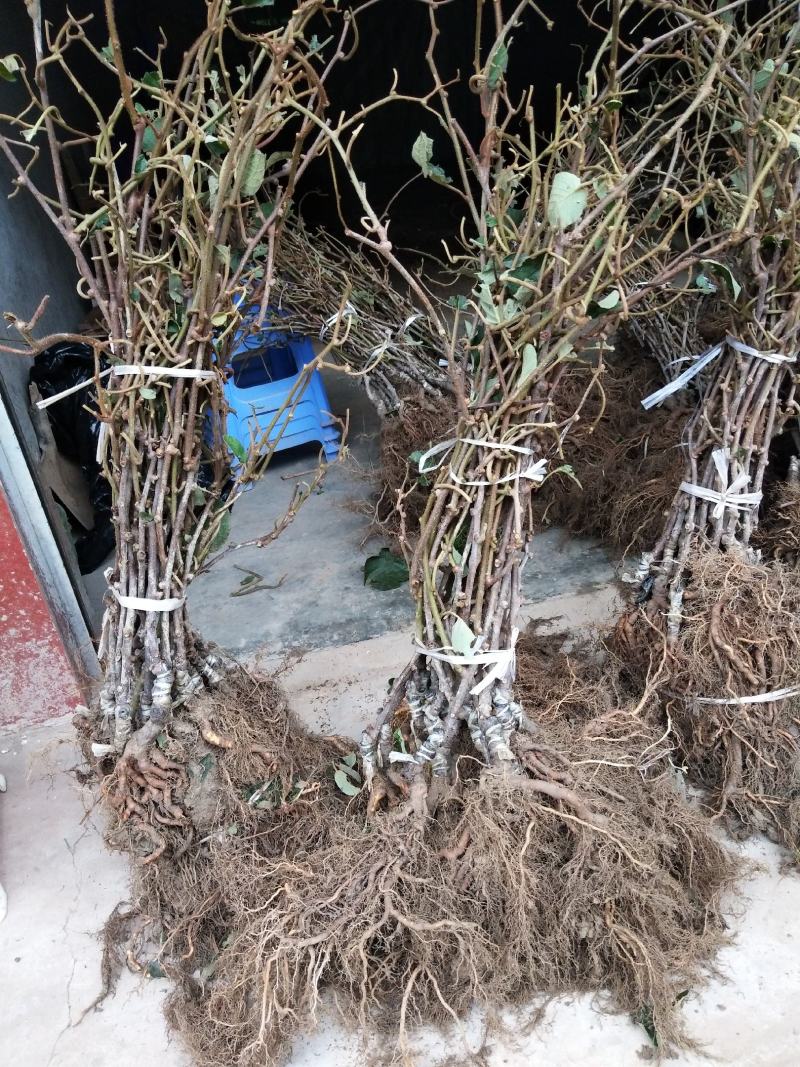 徐香翠香嫁接苗0.6以上的，易成活可考察价格实惠