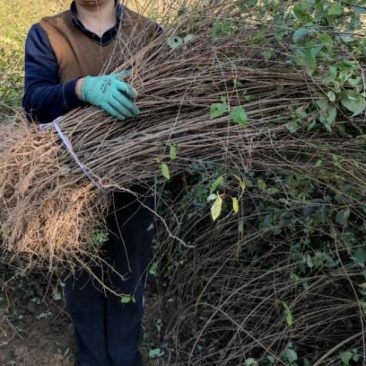 连翘（药用连翘苗）批发量大。欢迎意向朋友联系。洽谈