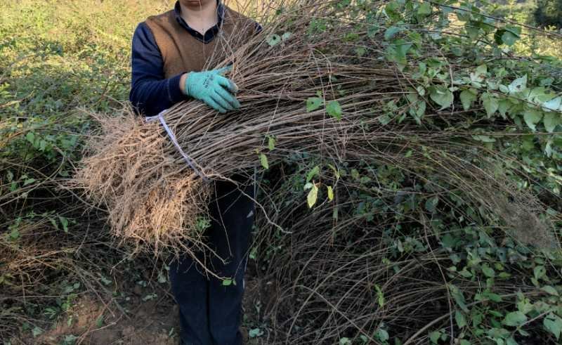 连翘（药用连翘苗）批发量大。欢迎意向朋友联系。洽谈