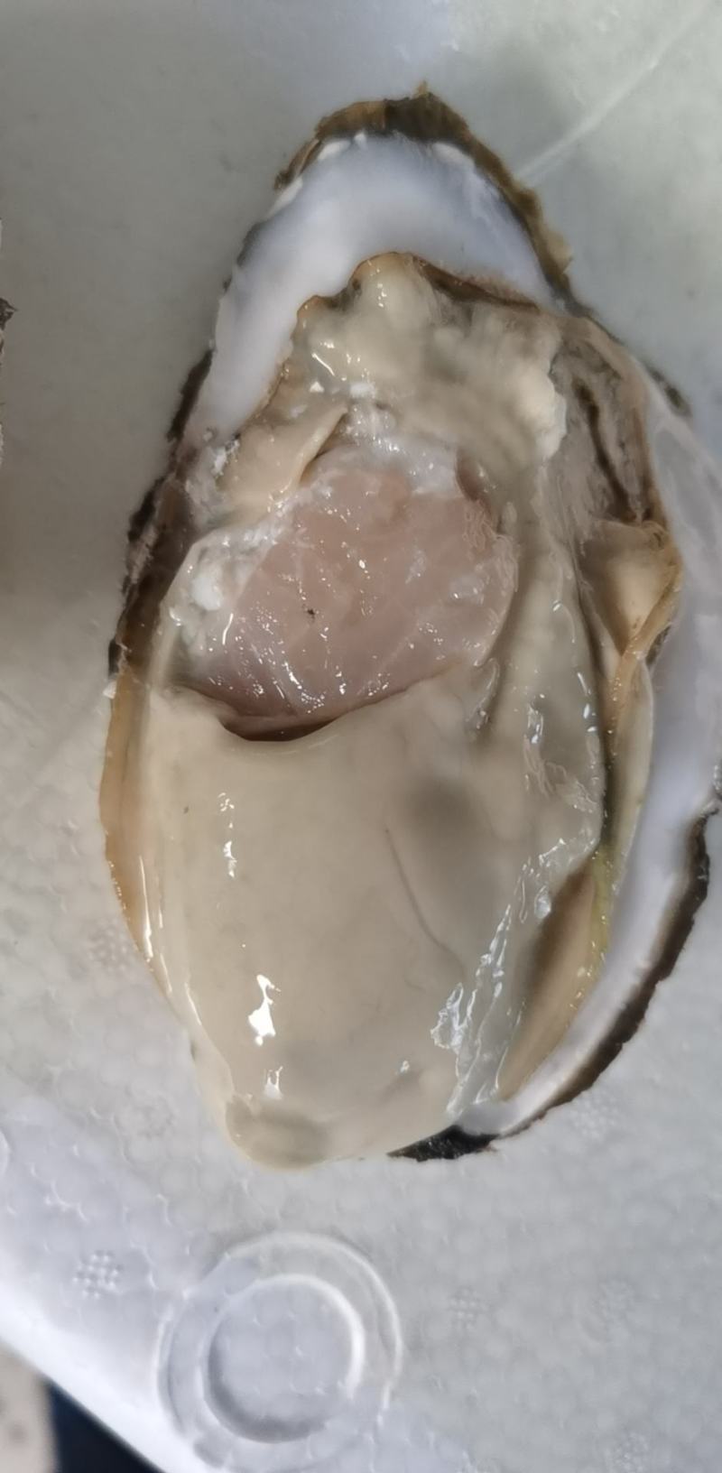 自有养殖加工厂乳山二倍体生蚝原产地直发