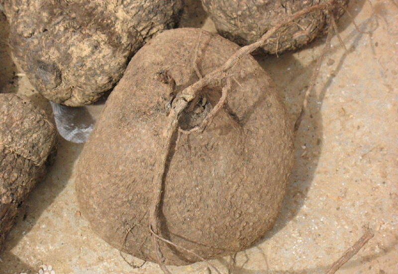 大量出售，收购红藤山乌龟