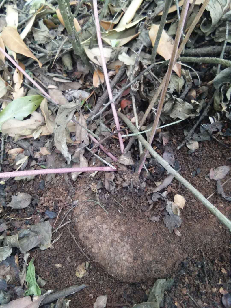 大量出售，收购红藤山乌龟