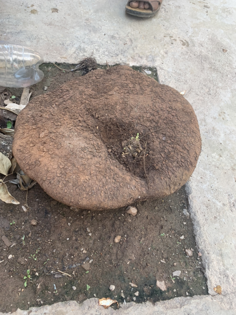 大量出售，收购红藤山乌龟