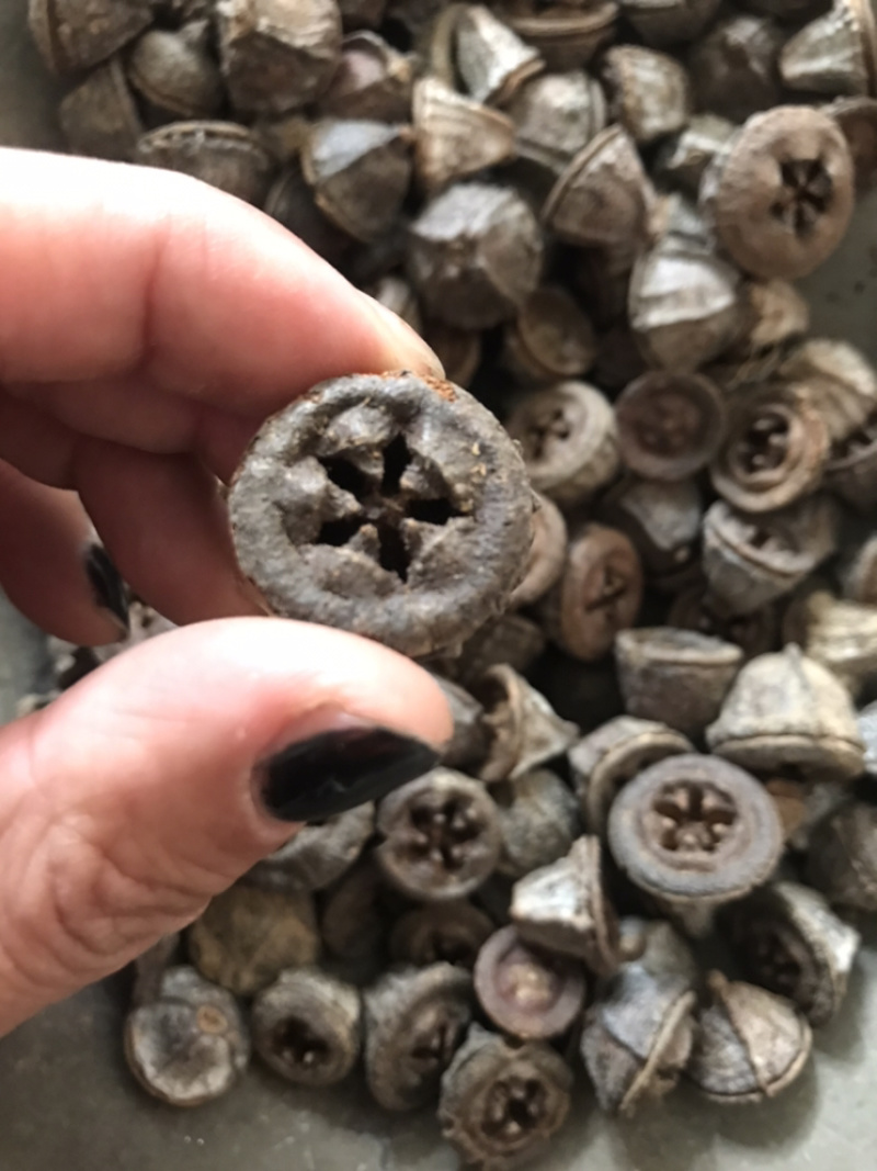 一口钟一口盅实物拍摄别名扣子七白树球中药材一口钟