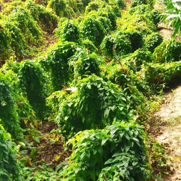 白玉山药种苗百亩基地一手货源自家种植