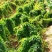 白玉山药种苗百亩基地一手货源自家种植